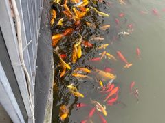 -两河城市森林公园