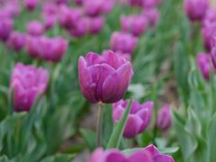 -洛阳郁金香牡丹园