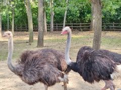 -大连森林动物园