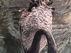 -上海海洋水族馆