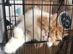 -Cappucimeow猫咪咖啡馆(韦伯时代店)