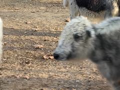 -秦皇岛野生动物园
