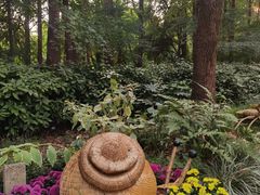 -上海共青森林公园