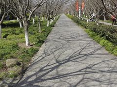 -高东镇樱花园