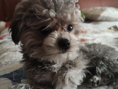 -皮特动物医院(24小时店)