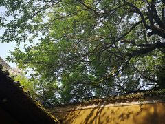 -普陀山慧济禅寺