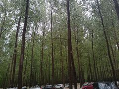 -黄海国家森林公园