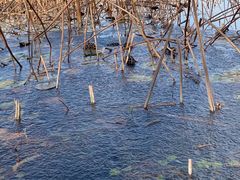 -贡湖湾湿地公园