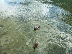 -柯尼希湖