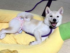 -逗柴咖啡屋·狗咖猫咖宠物桌游