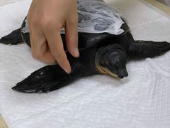 -美联众合动物医院·24h转诊中心
