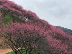 -新建村梅花