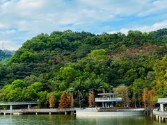 -银湖山郊野公园-相思林