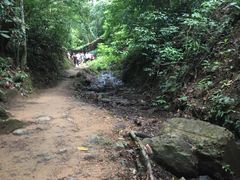 -西双版纳原始森林公园