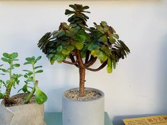 -素心小筑(后沙裕镇店)