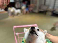 -逗柴咖啡屋·狗咖猫咖宠物桌游