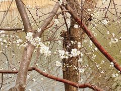 -桃花堤公园