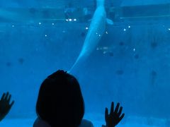 -蓬莱欧乐堡海洋极地世界