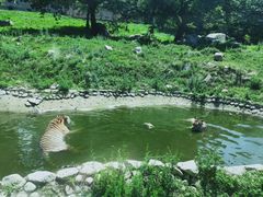 -西安秦岭野生动物园