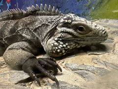 -上海大自然野生昆虫馆