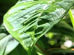 -呀诺达热带雨林