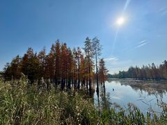 -白鹭湾湿地公园