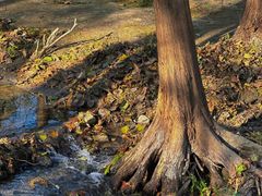 -白水寺森林公园