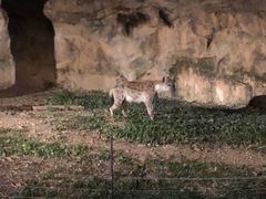 -清迈夜间动物园