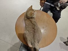 -藏猫猫咖啡主题馆(中央大道店)