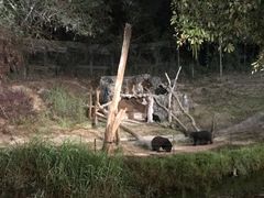 -清迈夜间动物园