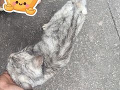 -鸣鹤古镇