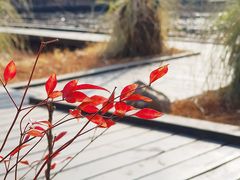 -长广溪湿地公园
