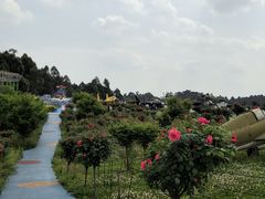 -空港花田景区