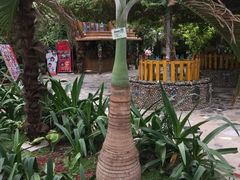 -北京呀路古热带植物园
