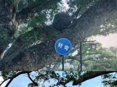 -江心屿景区