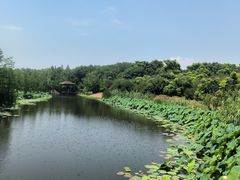 -同里国家湿地公园