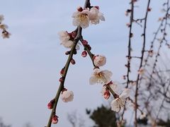 -香雪海