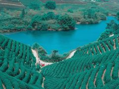 -龙坞茶村