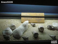 -亚龙湾中心广场·贝壳馆