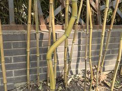 -陈家山荷花公园