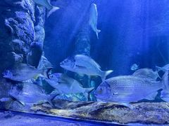 -悉尼海洋生物水族馆