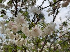 -天适樱花悠乐园