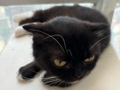 -共舞时光猫咖·狗咖(新街口店)