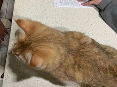 -瑞鹏瑞爱宠物医院·全科·猫科·血液透析中心(龙头寺店)