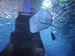 -北戴河圣蓝海洋公园