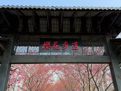 -合肥滨湖国家森林公园