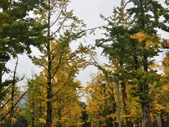 -百林公园-两江幸福广场