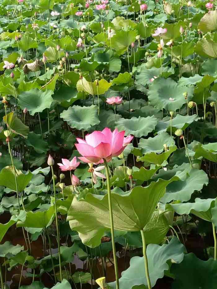 茨竹十里荷花走廊-"离主城挺远的,天也很热,面积也还可以,一.