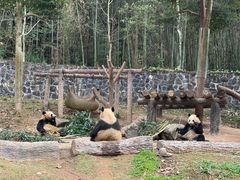 -都江堰中华大熊猫苑