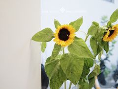 景观位-麻雀咖啡SPARROW COFFEE(十全街店)